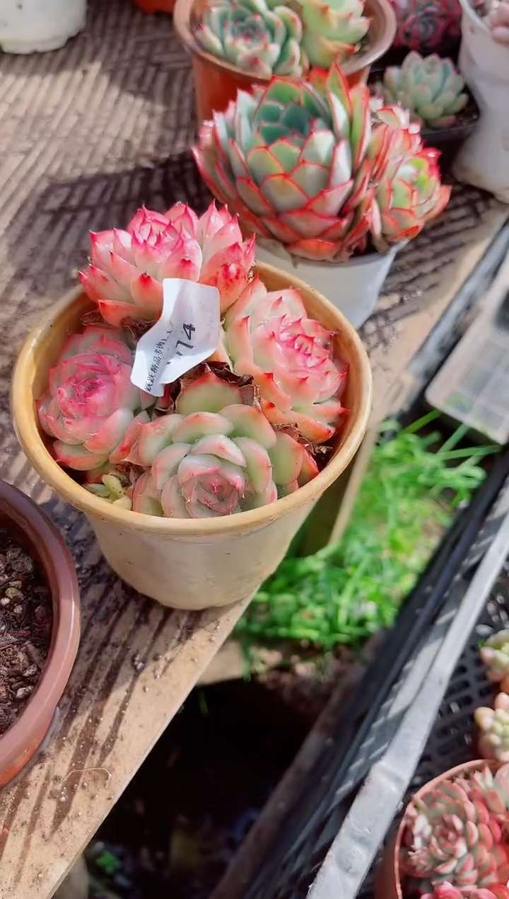 傻**，跃跃精品多肉01114