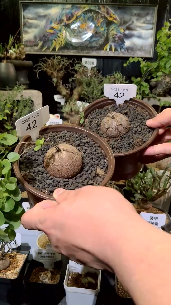 42号1202福利南非龟甲龙买一送一