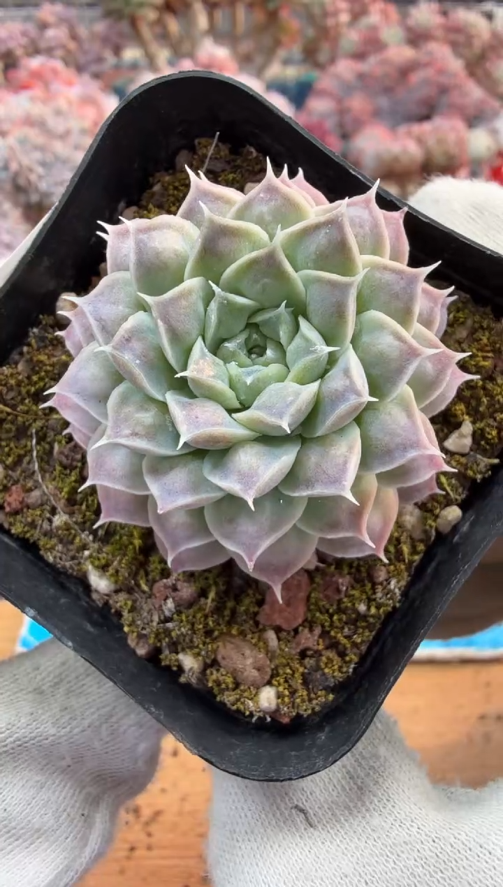 东云多肉园三号店-96