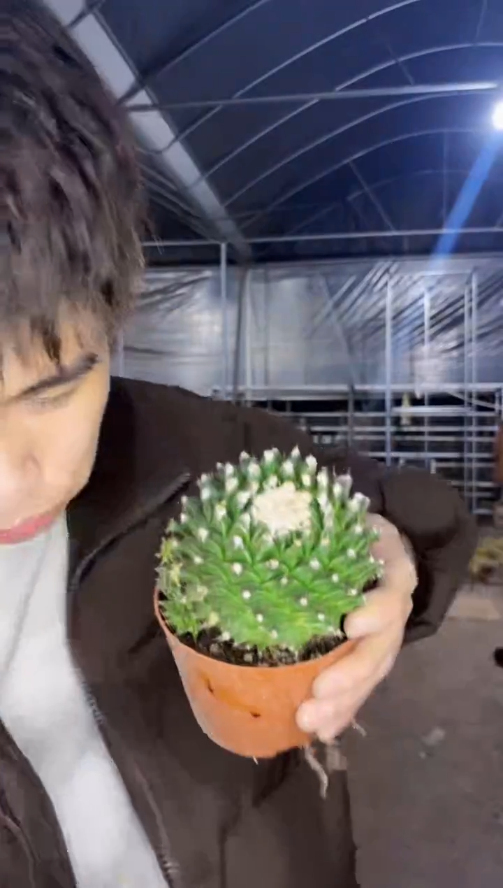 【闪购商品】帝冠 