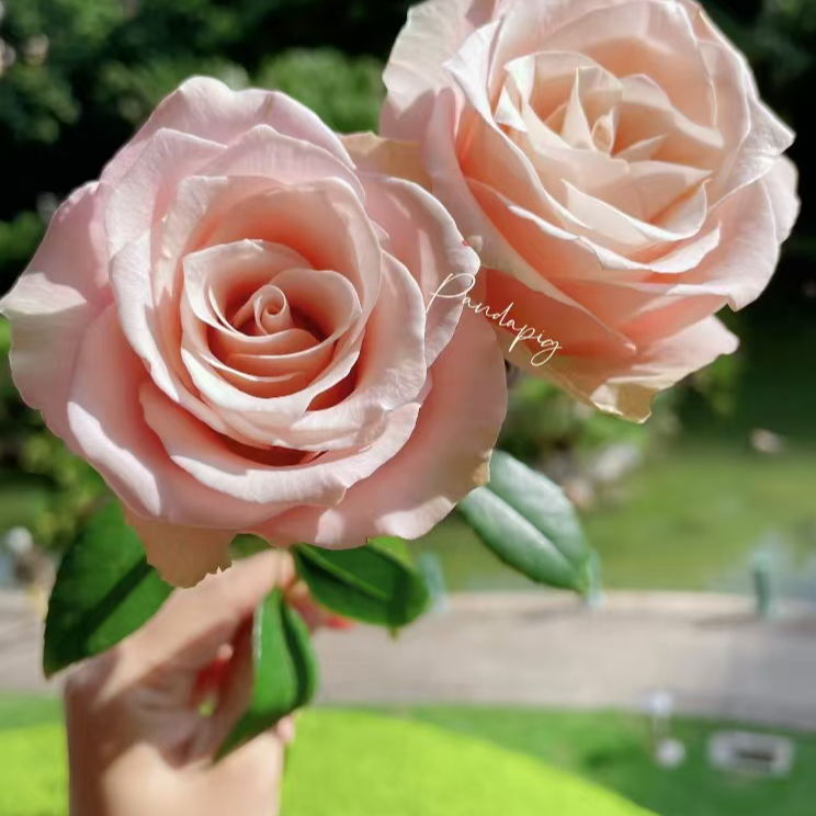 静静的花园（青春/伊娃夫人）淡粉色高杯型螺旋花心淡香