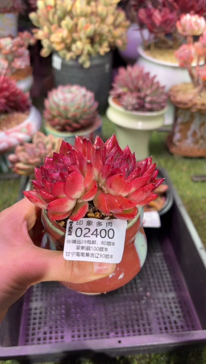 【闪购商品】02400