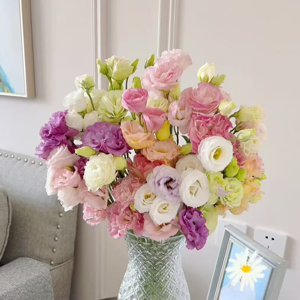 【混色洋桔梗】云南鲜花基地两单升级顺丰包邮鲜切花直播间现场卖花