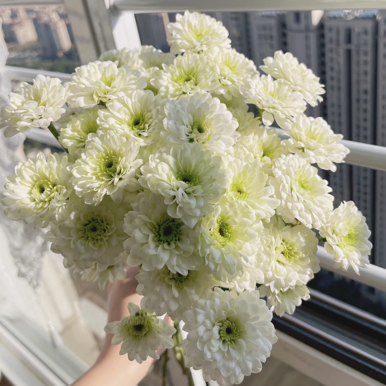 【花相拾】瑞白多头三文鱼