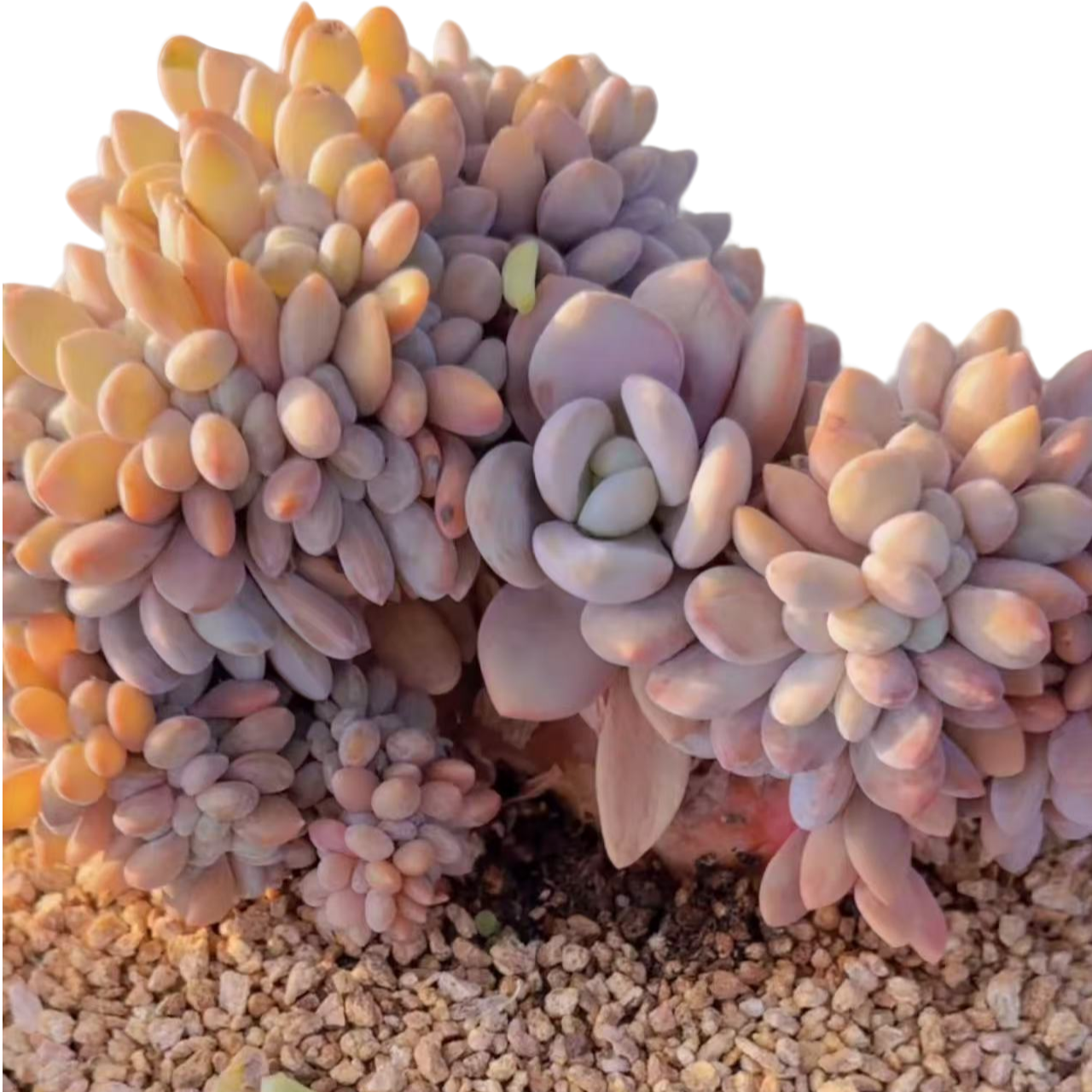 粉兔缀  脱土(多肉植物)满19.9包邮 云南基地源头直发新手好养