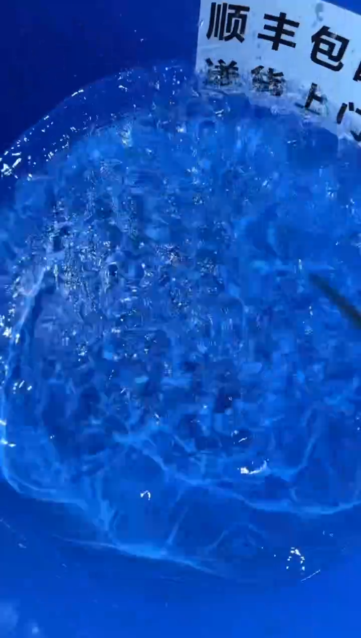 锦鲤精品锦鲤一尾