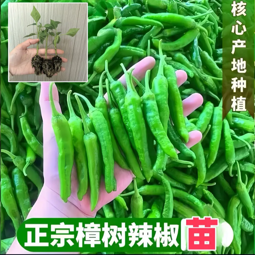 【辣椒苗】新鲜樟树港辣椒杭椒秧苗抗病基地直发各地四季高品质高产