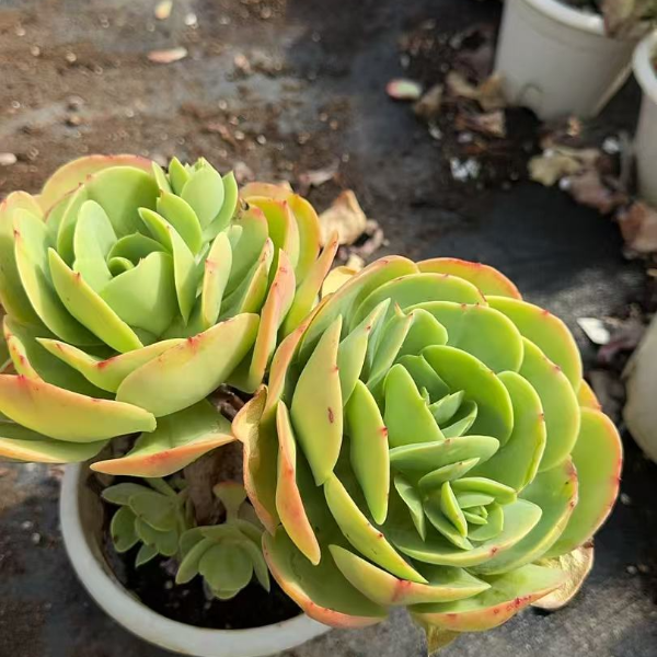碧桃新手必拍 好看好养 多肉植物云南昆明发货精品多肉