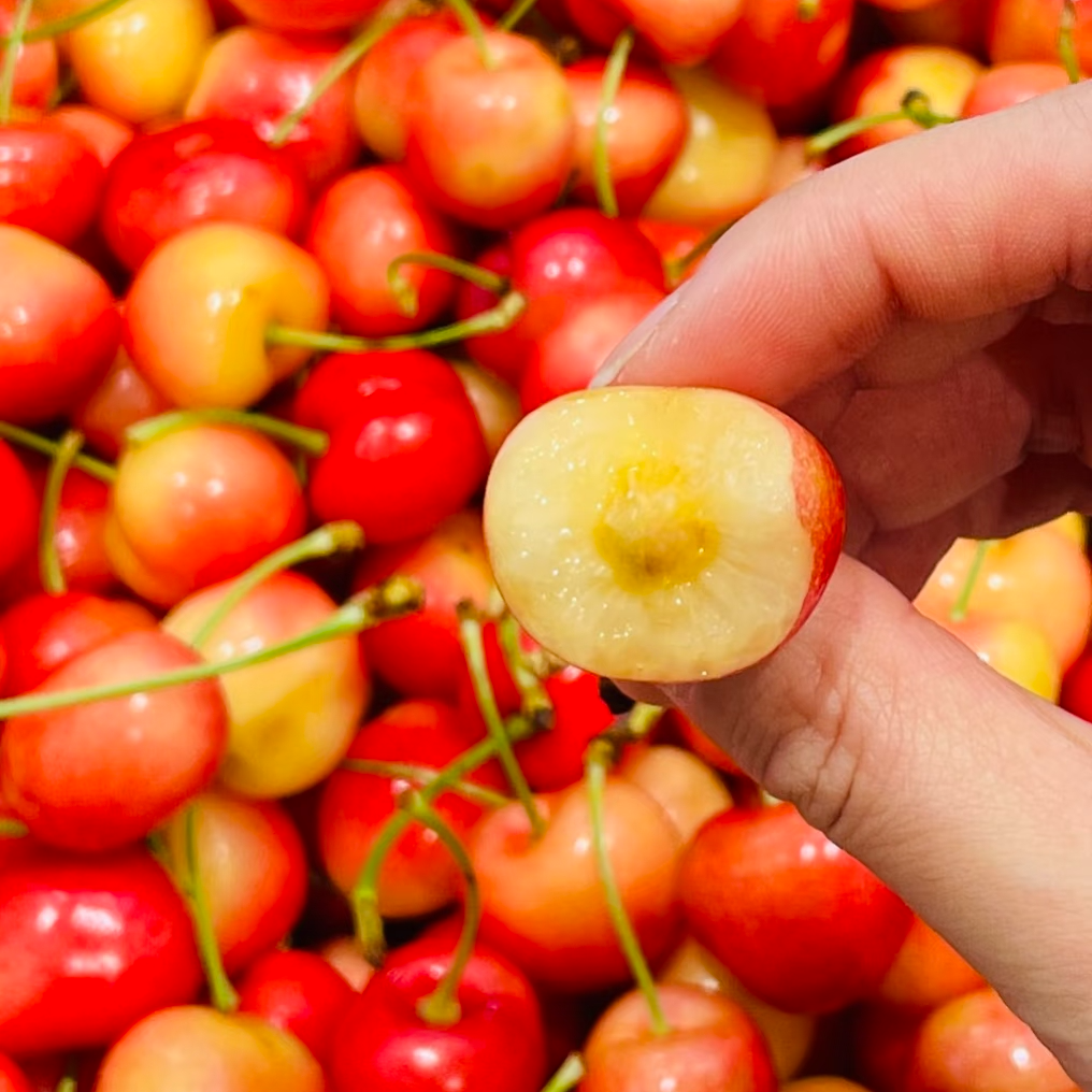 RAINIER 2J 金车智利海运进口车厘子 又脆又甜 内附果径卡