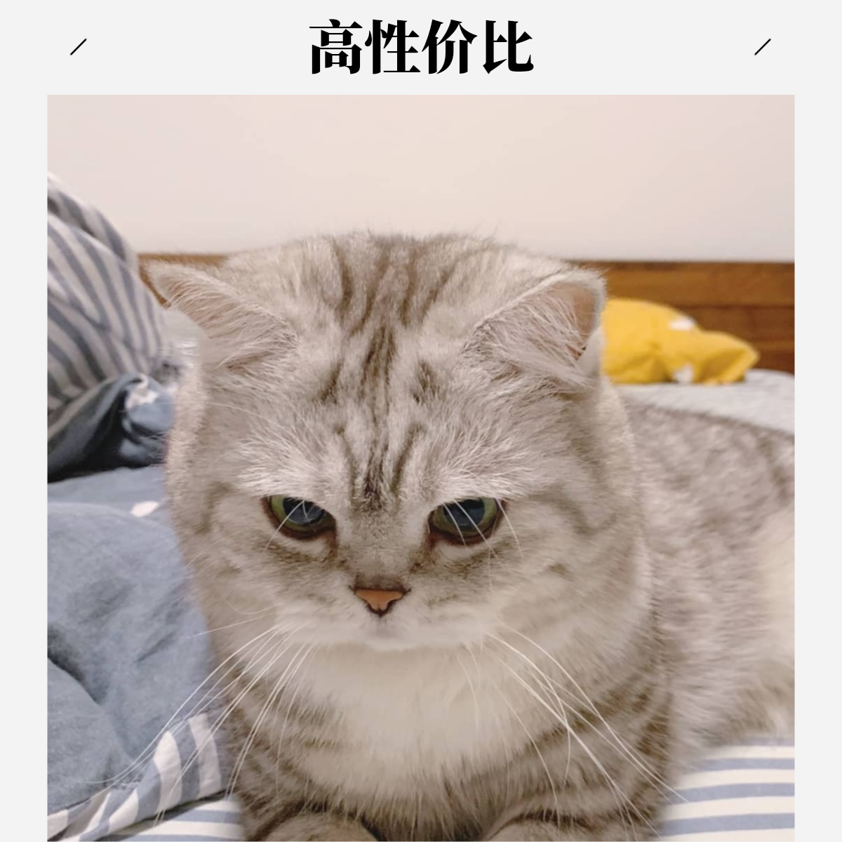 猫咪直播间选品链接各品类猫猫【布偶金吉拉金渐层银渐层德文等】