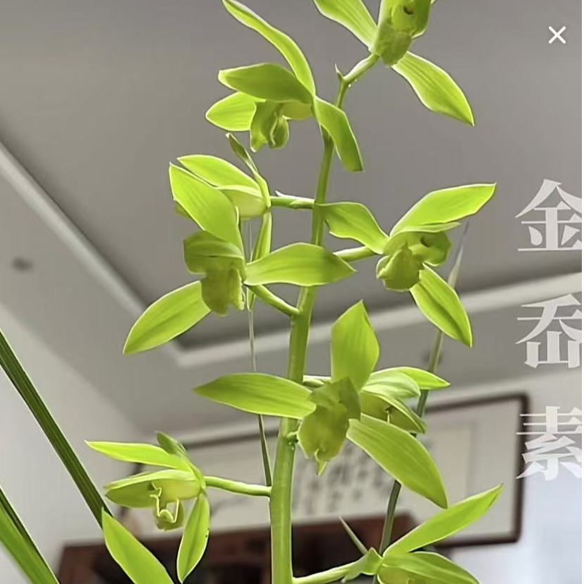 兰花苗 蕙兰名品金奥素金岙素 四大名素浓香型兰花温州素翠定荷素