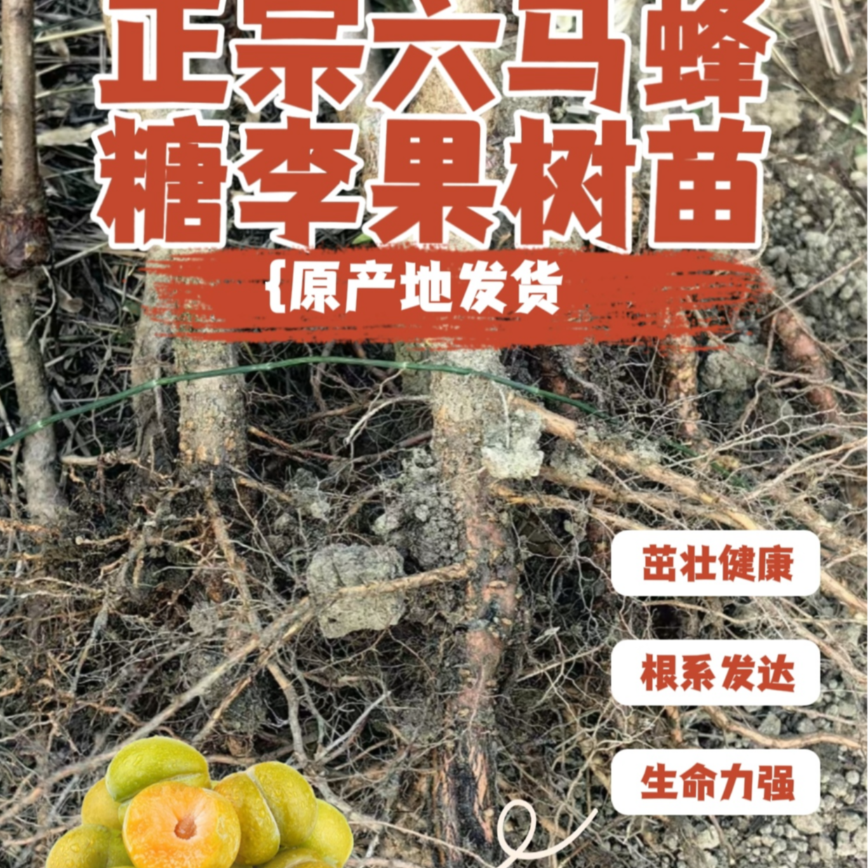 贵州正宗六马蜂糖李子树苗一代嫁接苗现挖现发原产地直发