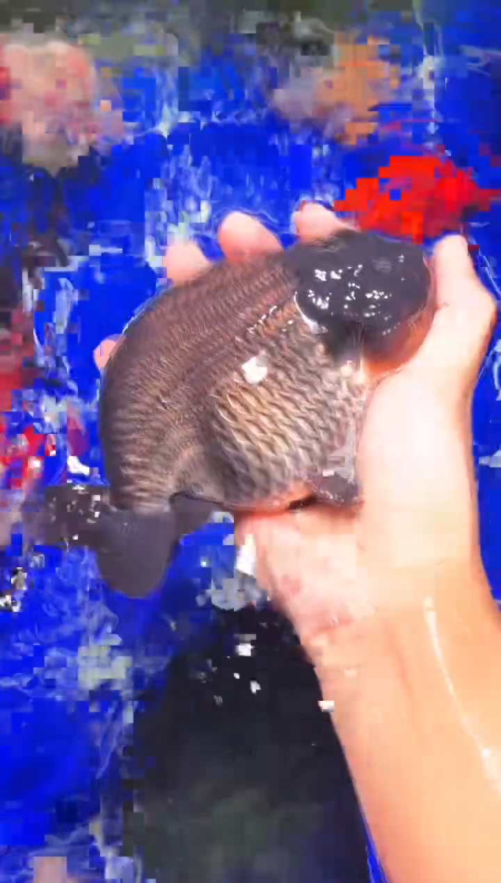 金鱼（运费自理，马印灯照射）福州追鱼兰寿金鱼