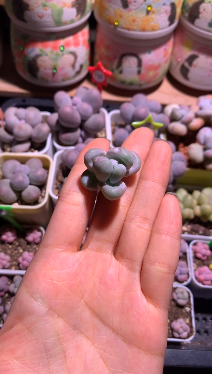 薇*贝壳奶酪锦多肉砍头