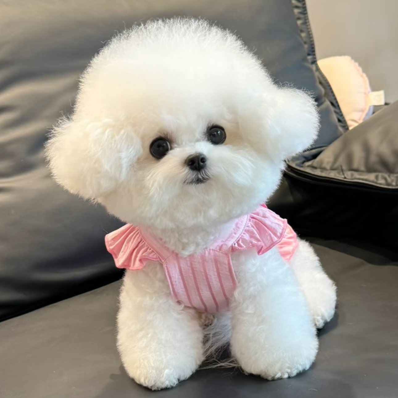 【徐婉馨宠物馆】活体狗狗