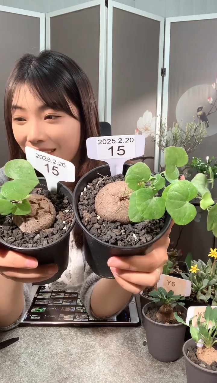 【闪购商品】南非龟甲龙2.20.15