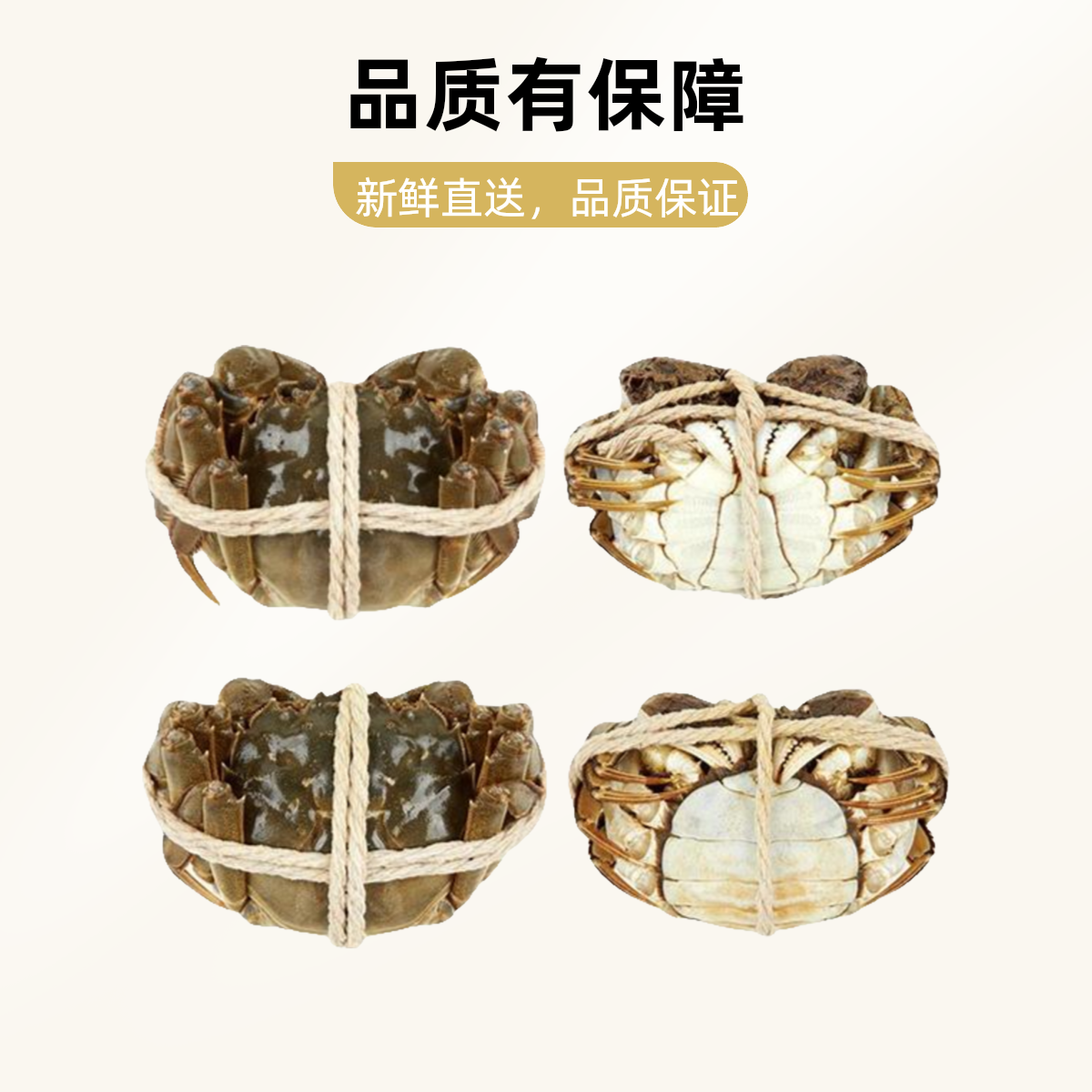 【顶壳活蟹10只】2.0-1.7两 绑绳江苏河蟹公蟹现货现捞顺丰