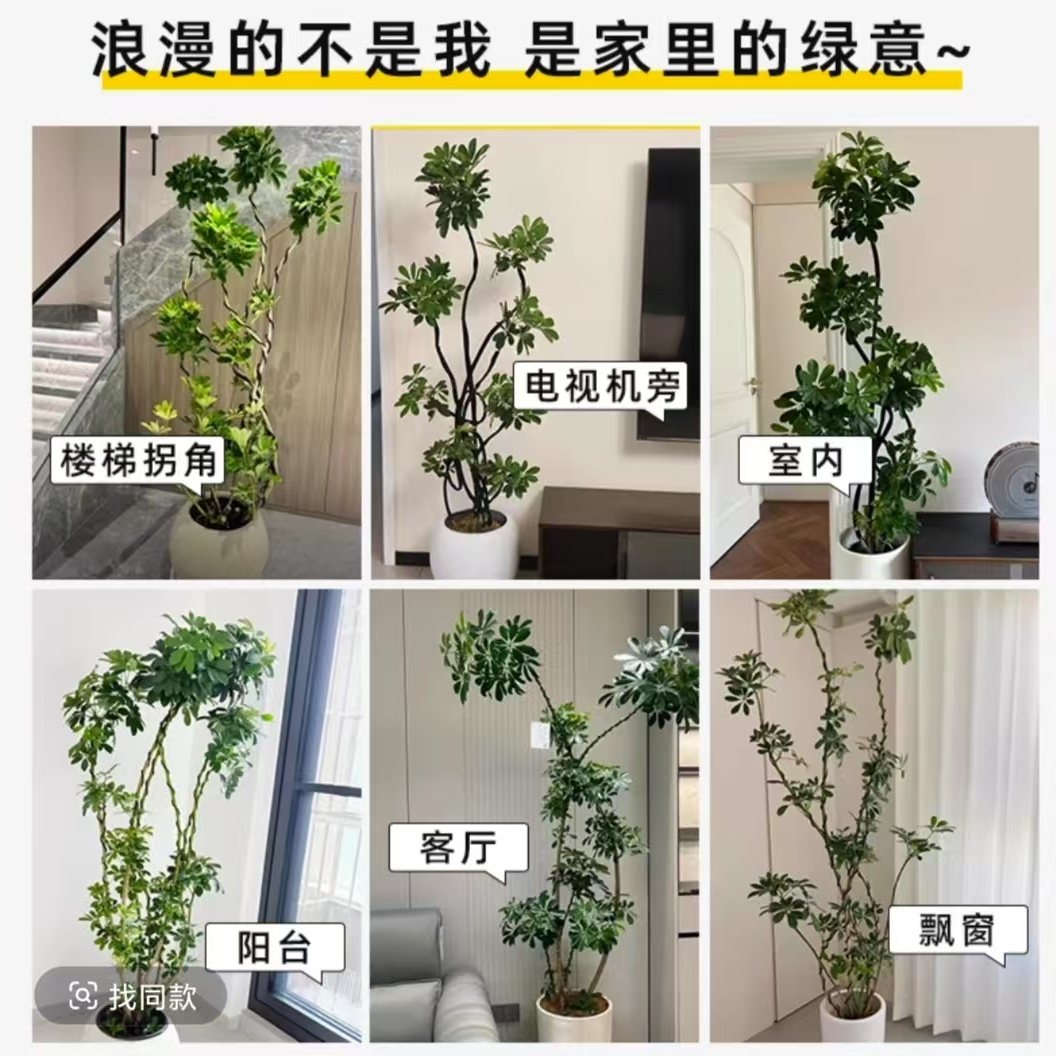 【同城配送】一物一拍，直播间专拍，不要乱拍