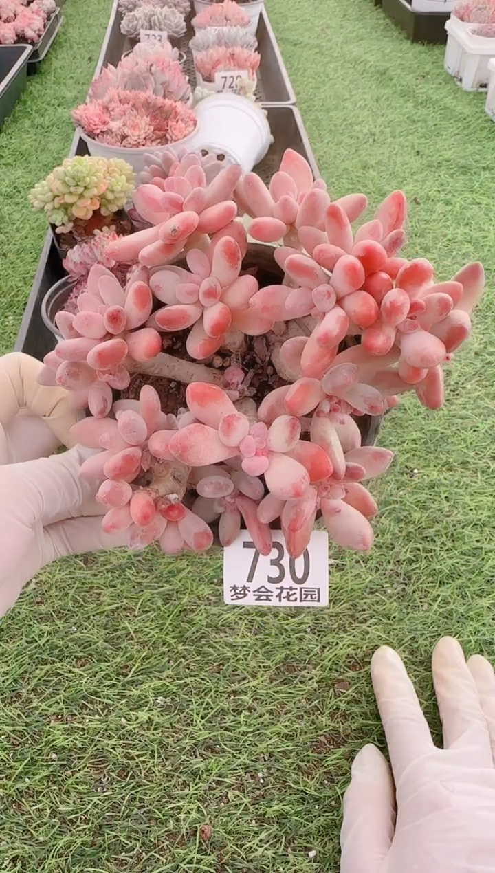 【闪购商品】梦会多肉一物一拍