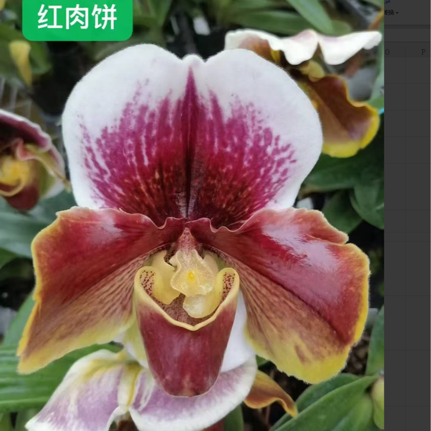 人工种植红肉饼兜兰盆栽顺丰包邮植迷不误贵州基地直发