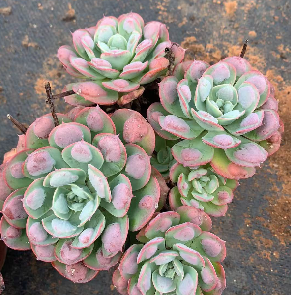 雨滴 新手必拍  好看好养  精品多肉植物  云南发货