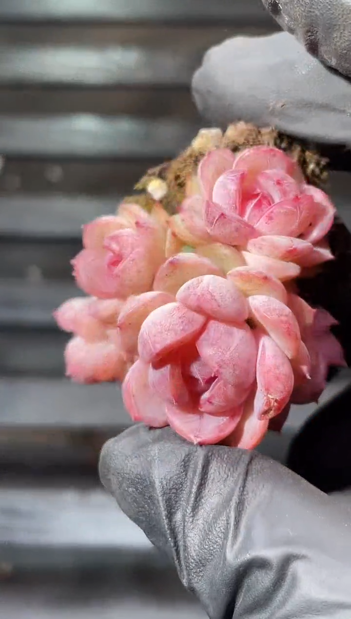 23-56 超P厂牌群3-4厘米不包整散量拍发一颗