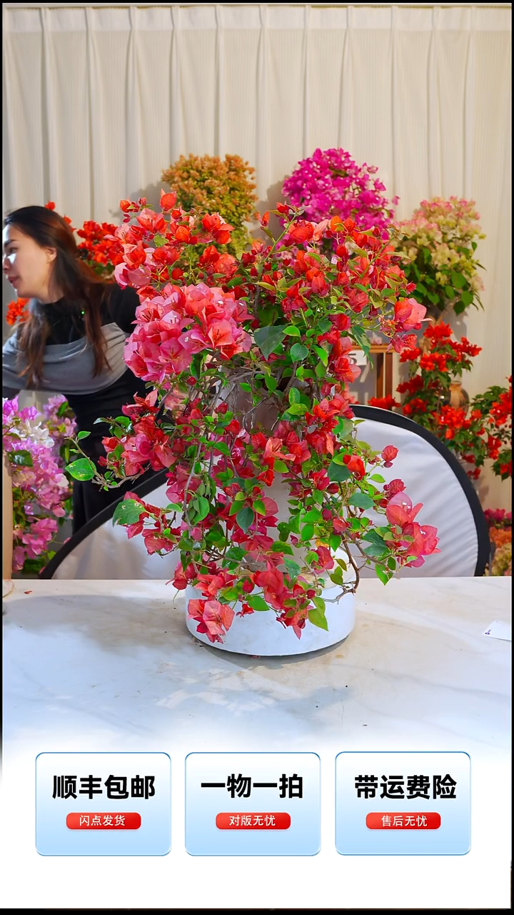 大部分开放少量花苞不甜西瓜