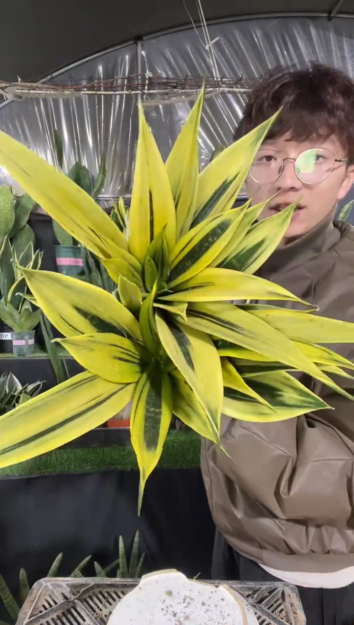 【闪购商品】黄金兰脱土28.8