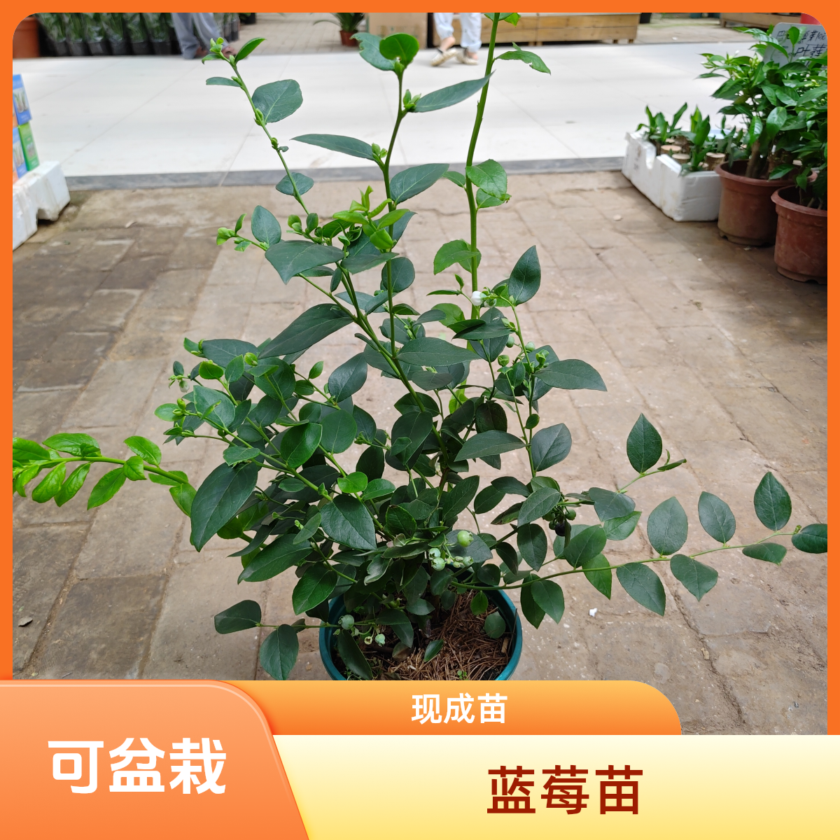 蓝莓盆栽大果蓝莓果苗