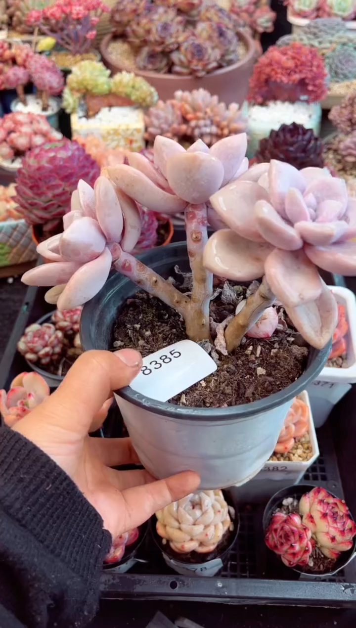 【闪购商品】8385三头桃霜多肉