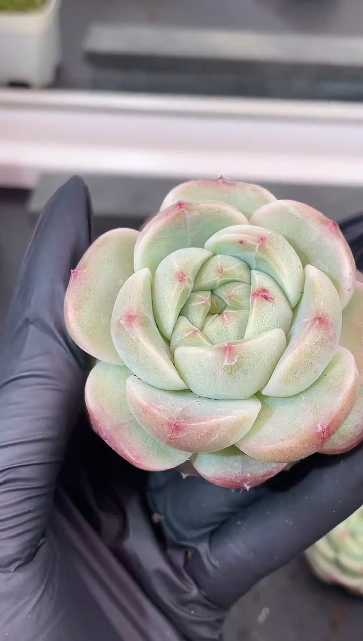 闪购1842  新品多肉一颗   