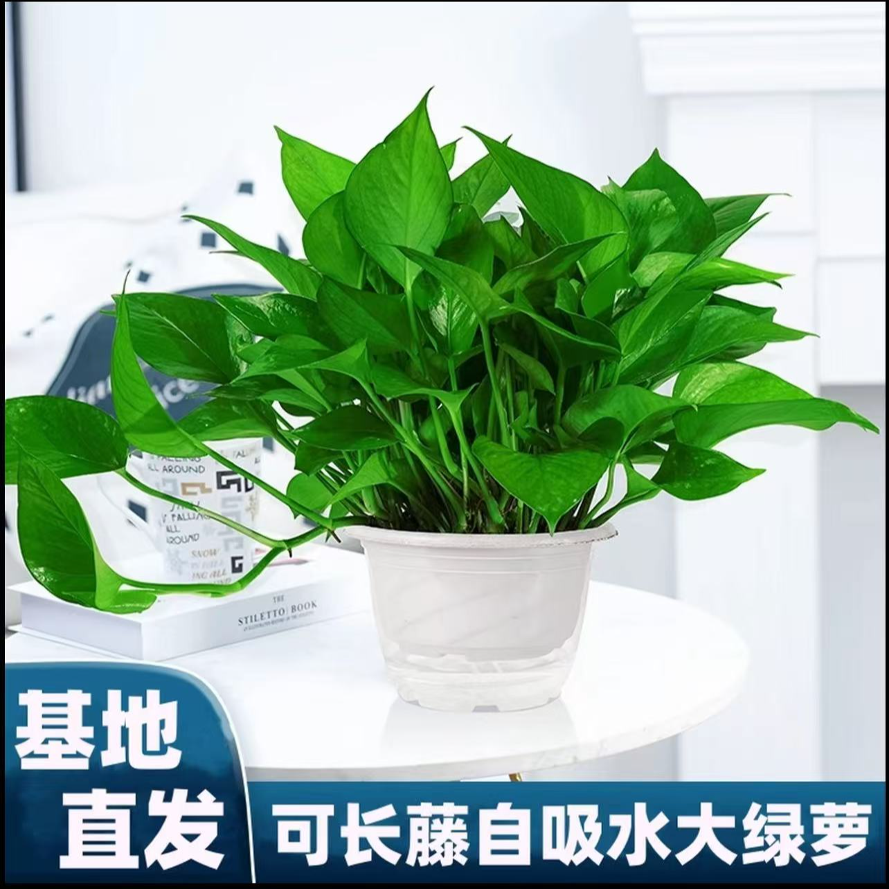 c【新粉福利】180绿萝新房除甲醛净化空气室内盆栽好养绿植基地直发