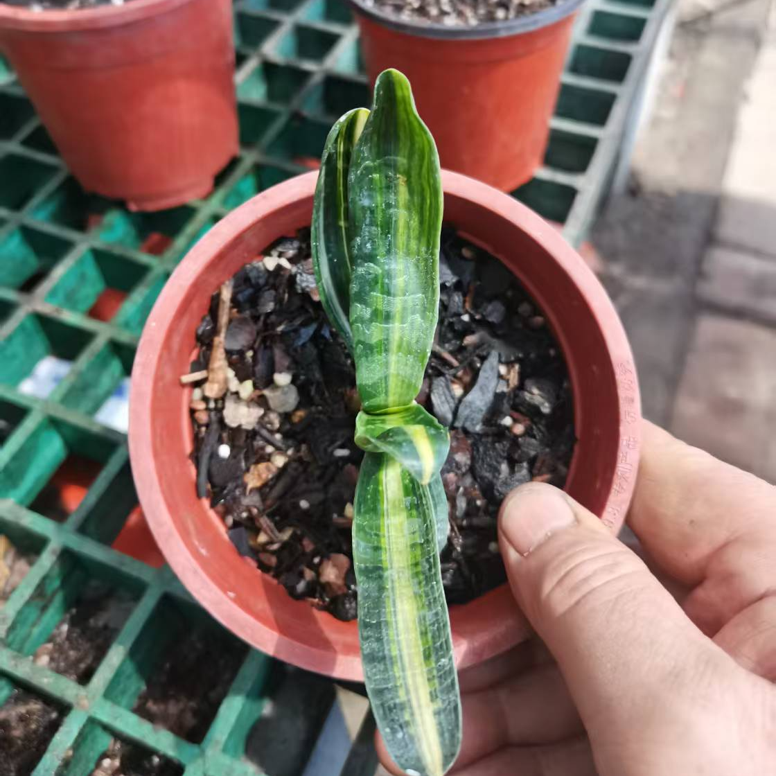 蒙恩精品君子兰(直播间一物一拍）