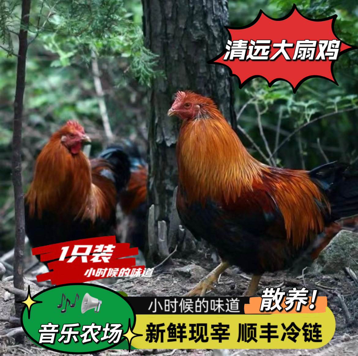 （宰杀好的）正宗清远1年大扇鸡 汤干净发货 每天现杀现发 顺丰包邮