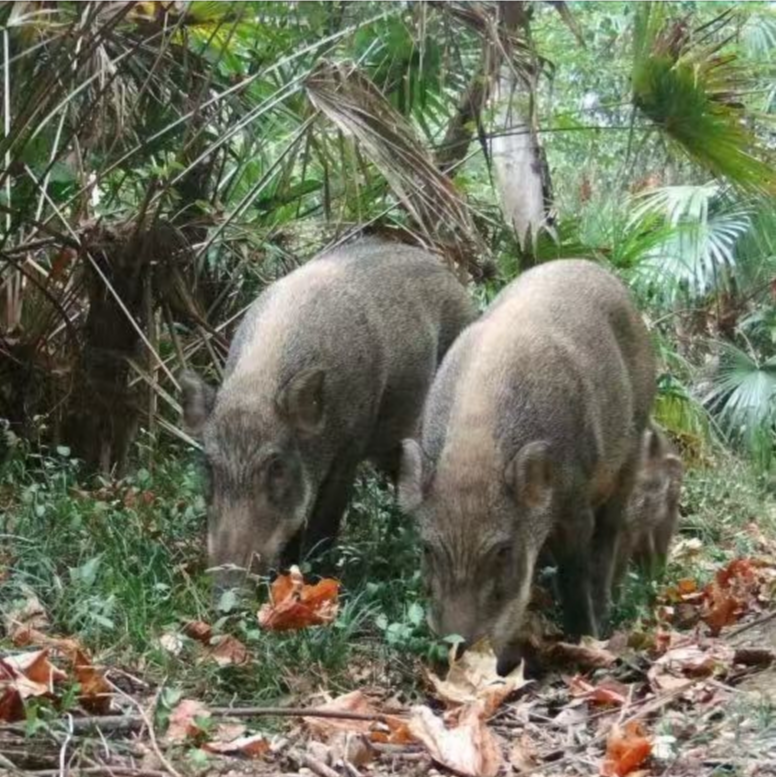 前腿肉（藏香猪跑山猪）现场称重 一物一拍 顺丰包邮
