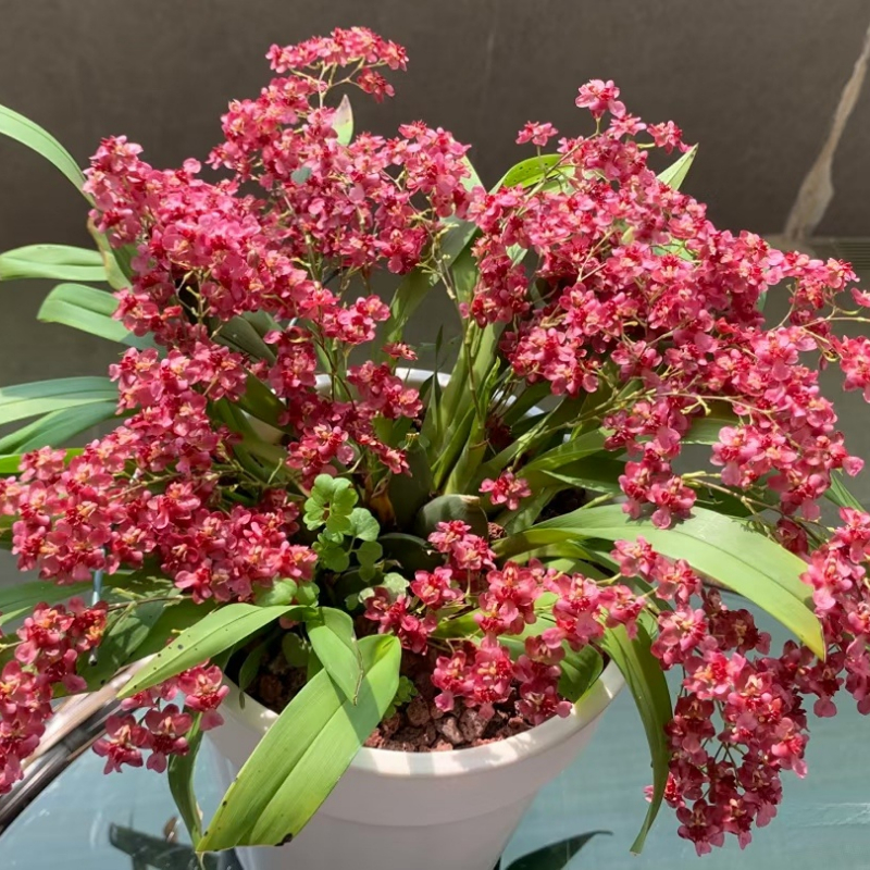 【15支花剑满堂红梦香兰】带花苞兰花苗桌面客厅花卉植物室内花盆栽