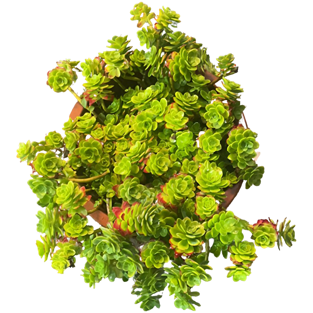 【福利薄化妆】老桩精品盆栽绿植控养大型飘枝造型多肉
