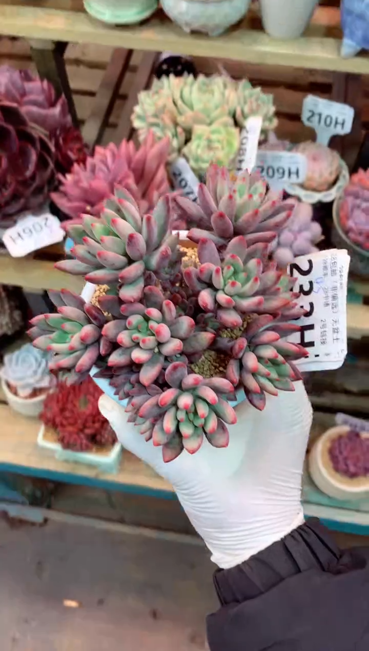 233H（一物一拍，精品多肉，w所见即所得 ）