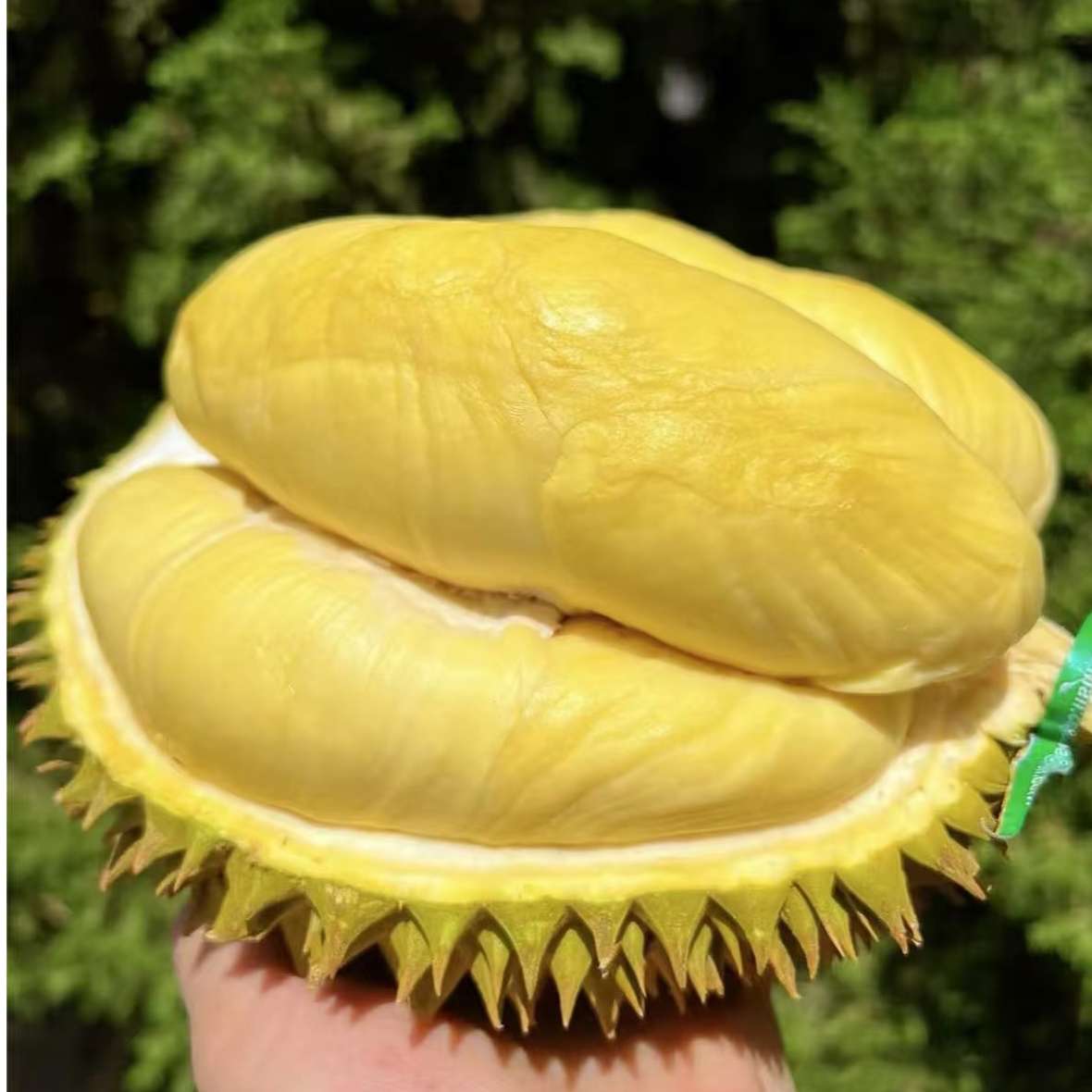 树熟金枕鲜榴莲【纯果肉】现开2斤 核小香甜软糯新鲜榴莲榴莲同城配金枕泰国