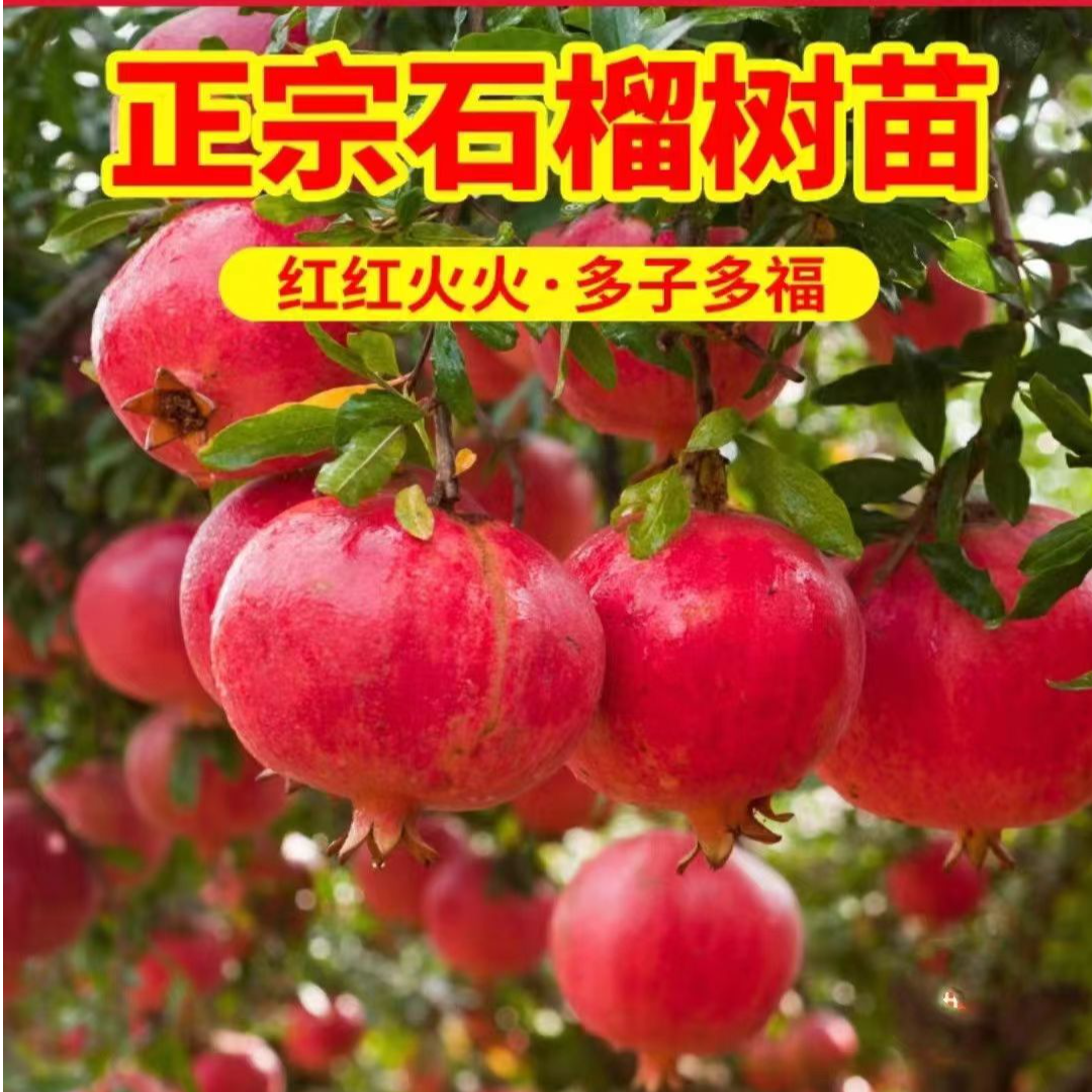 蒙阳红突尼斯软籽石榴树苗