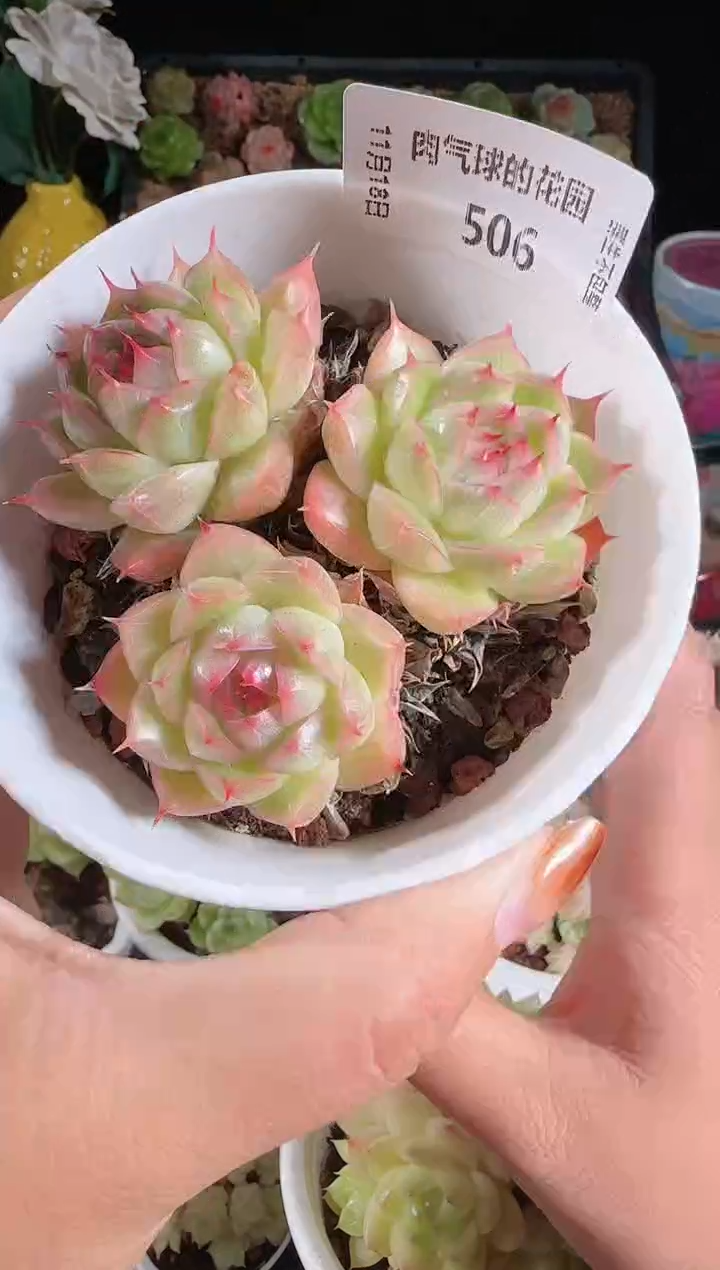  1118-506麦秆群生不包整