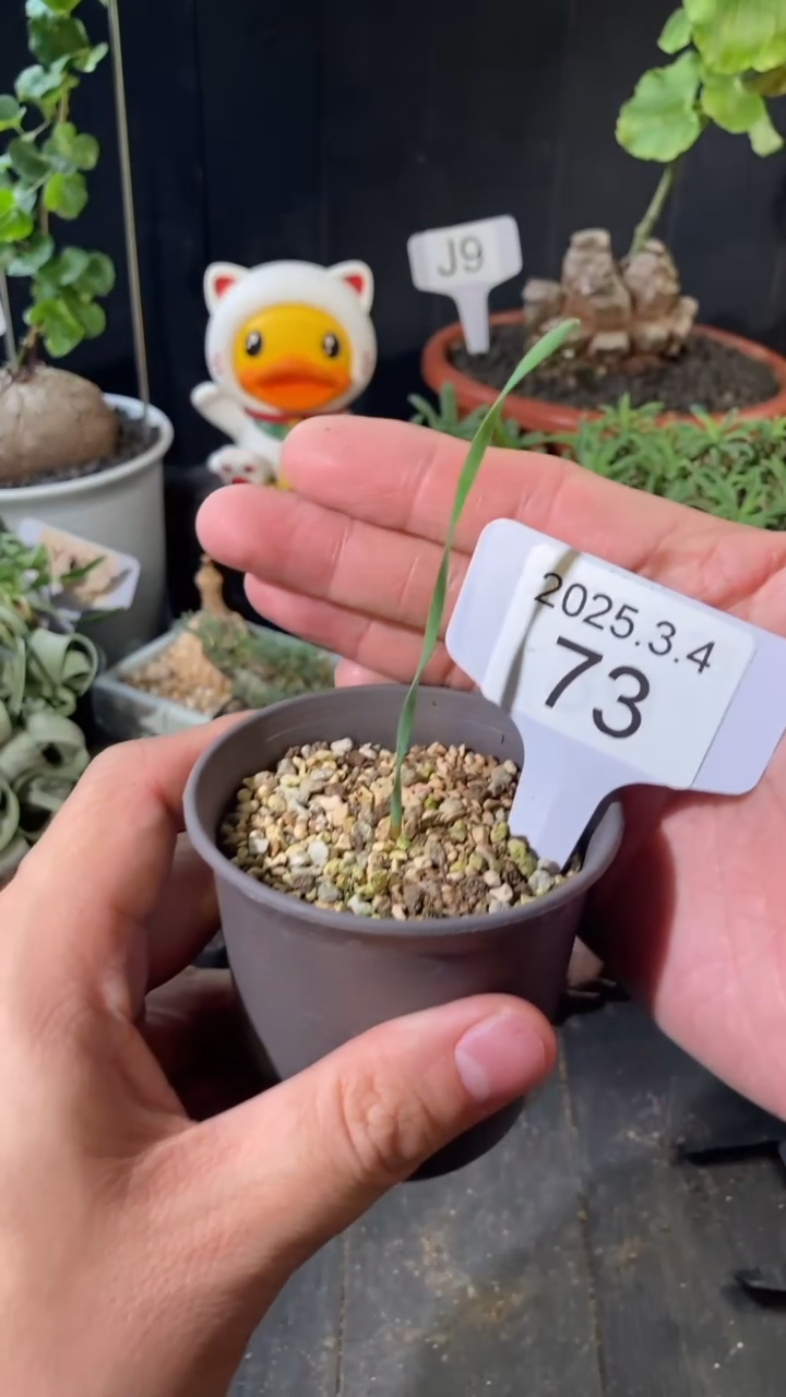 【闪购商品】巨凤之卵宝宝3.4..73