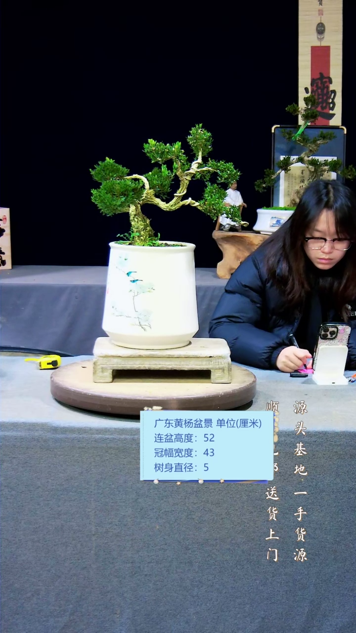 【闪购商品】雀舌黄杨盆景雀舌黄杨盆景