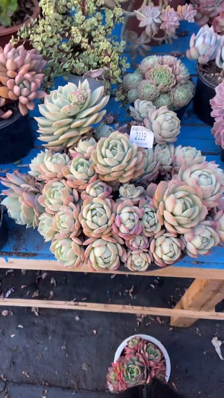 【闪购商品】2119恋曲