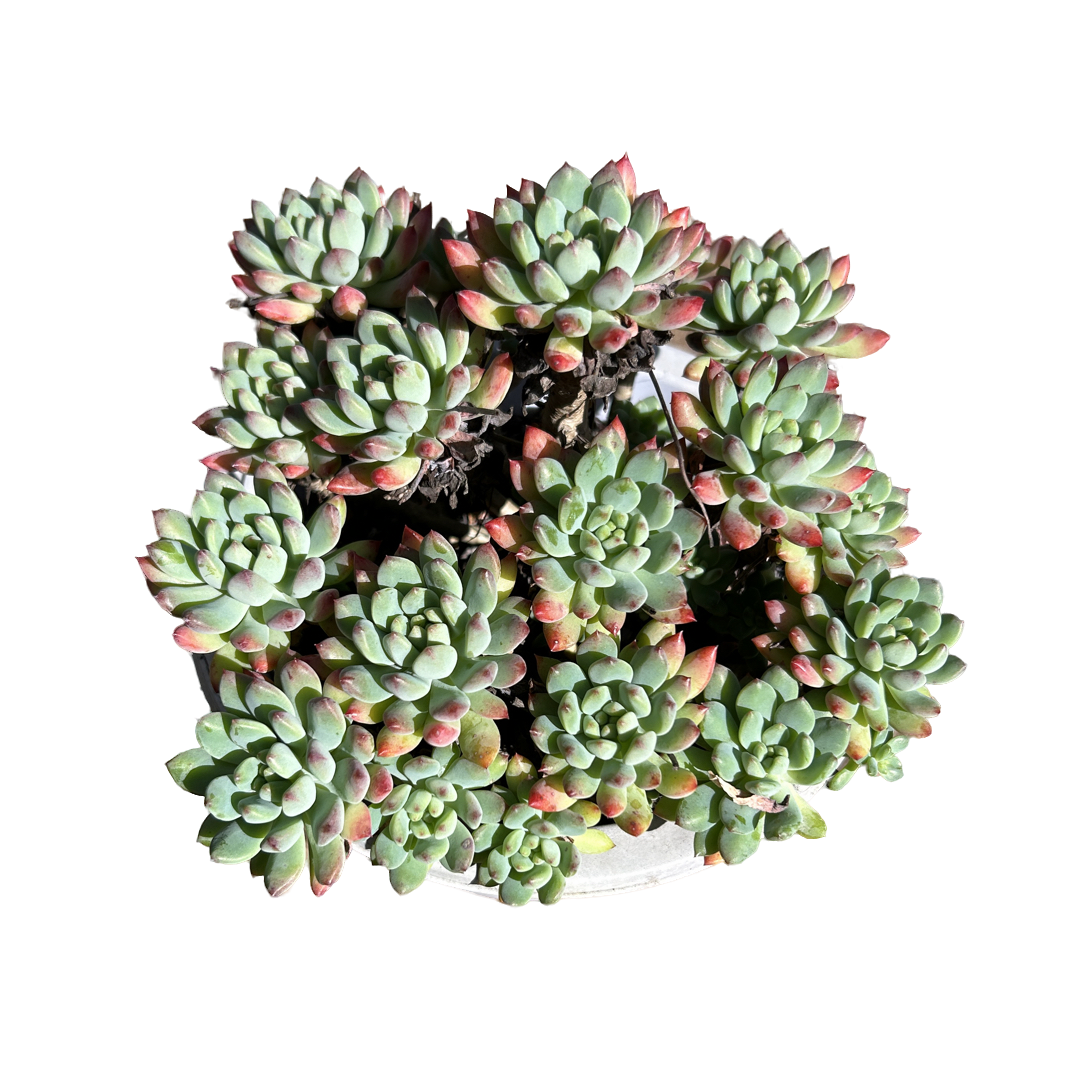 蓝苹果 多肉植物 （满18包邮 直播间展示为准）