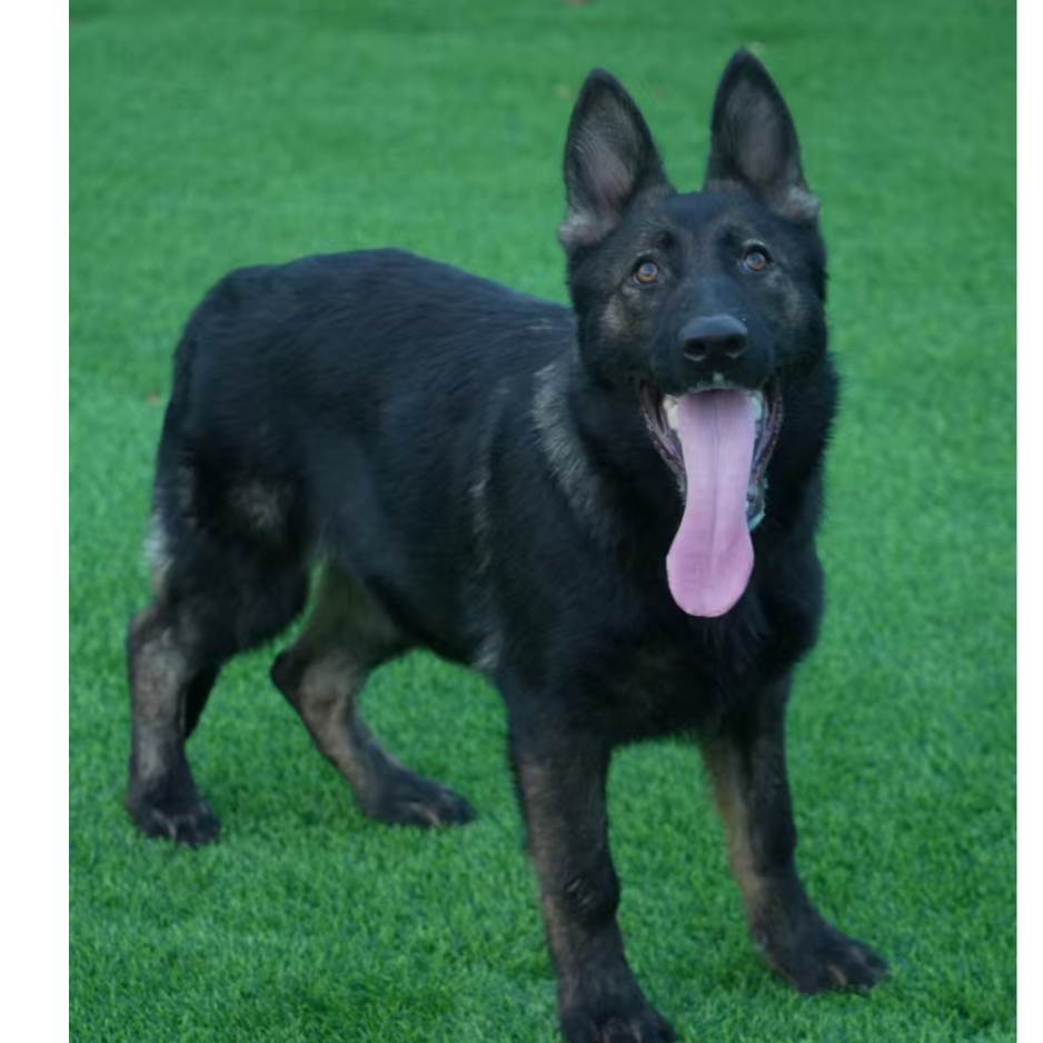 凯撒搭配喀山女儿狼灰公东德牧羊犬（4个月）