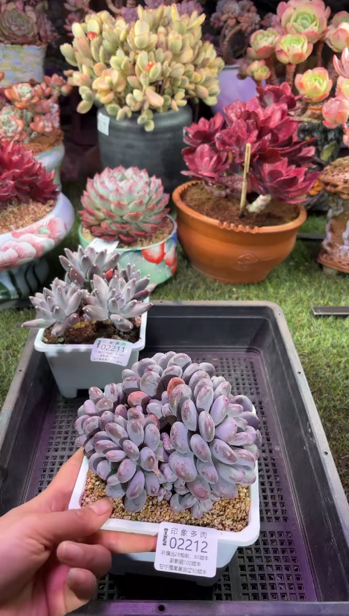 【闪购商品】02212