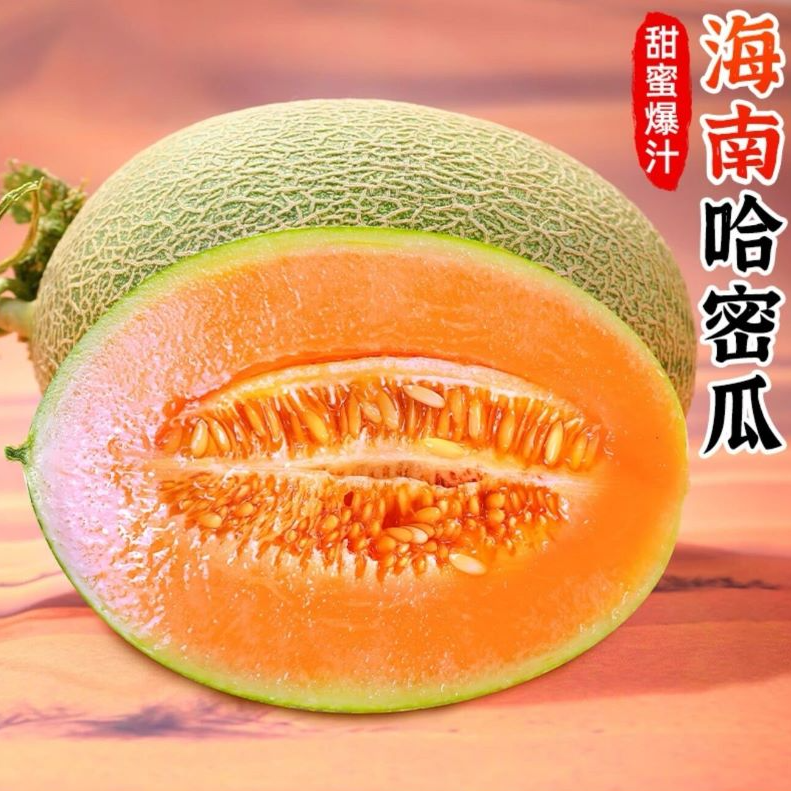 现摘哈密瓜新鲜水果当季网纹甜瓜香瓜甜瓜晨摘午发甜蜜瓜西州蜜