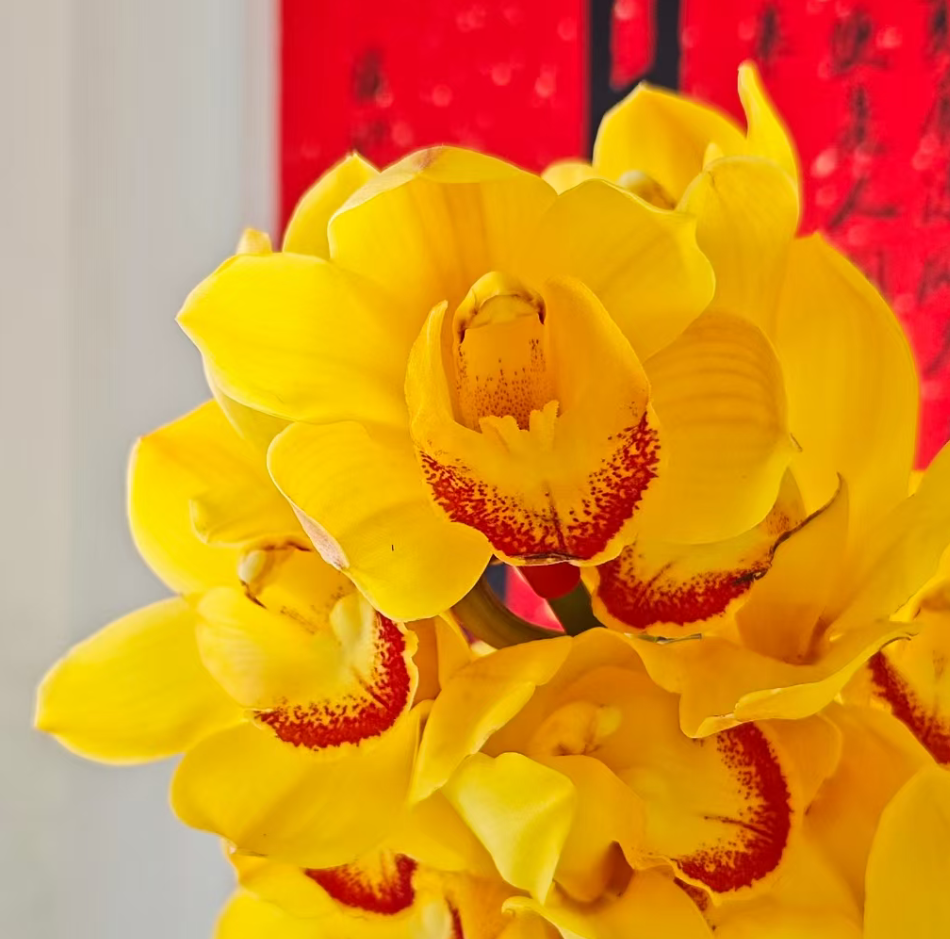 拱兰（大锤家的黄金岁月）爆款！带香味年宵花 室内好养易活兰花盆栽