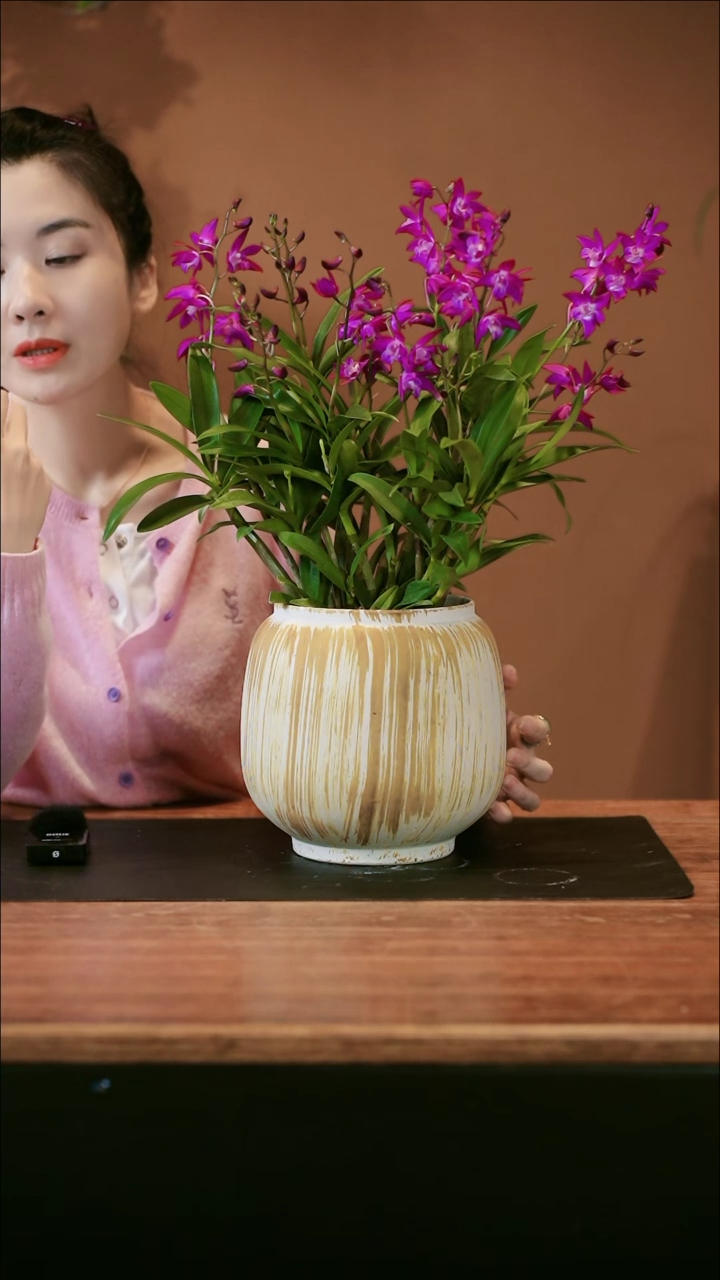 【闪购商品】盆景石斛兰 大